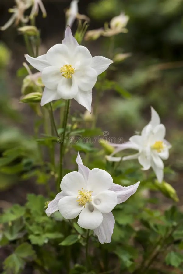 White Aquilegia Flower Seeds for Planting – Heirloom, Non-GMO, High Germination Organic Garden Seeds