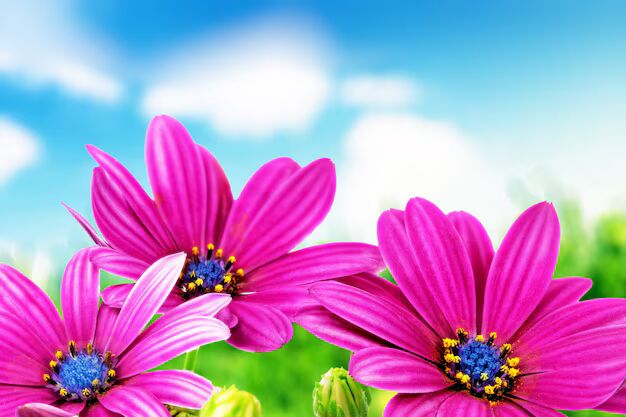 Pink Blue Gazania Flower Seeds for Planting – Heirloom, Non-GMO, High Germination Organic Garden Seeds