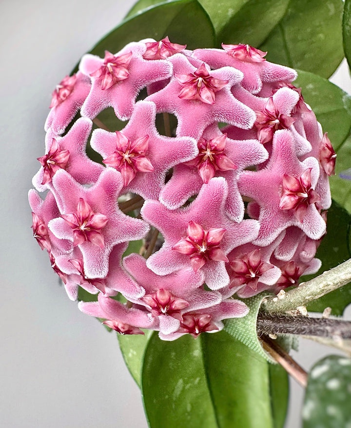 Pink Carnosa Flower Seeds for Planting – Heirloom, Non-GMO, Premium Quality, High Germination