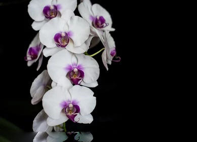 White Violet Phalaenopsis Orchid Flower Seeds for Planting – Heirloom Non-GMO, High Germination Organic Seeds