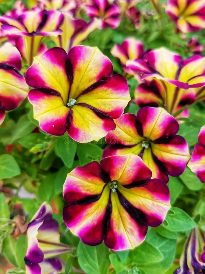 Purple Yellow Petunia Flower Seeds for Planting - Heirloom, Non-GMO, Easy to Grow Organic Garden Seeds