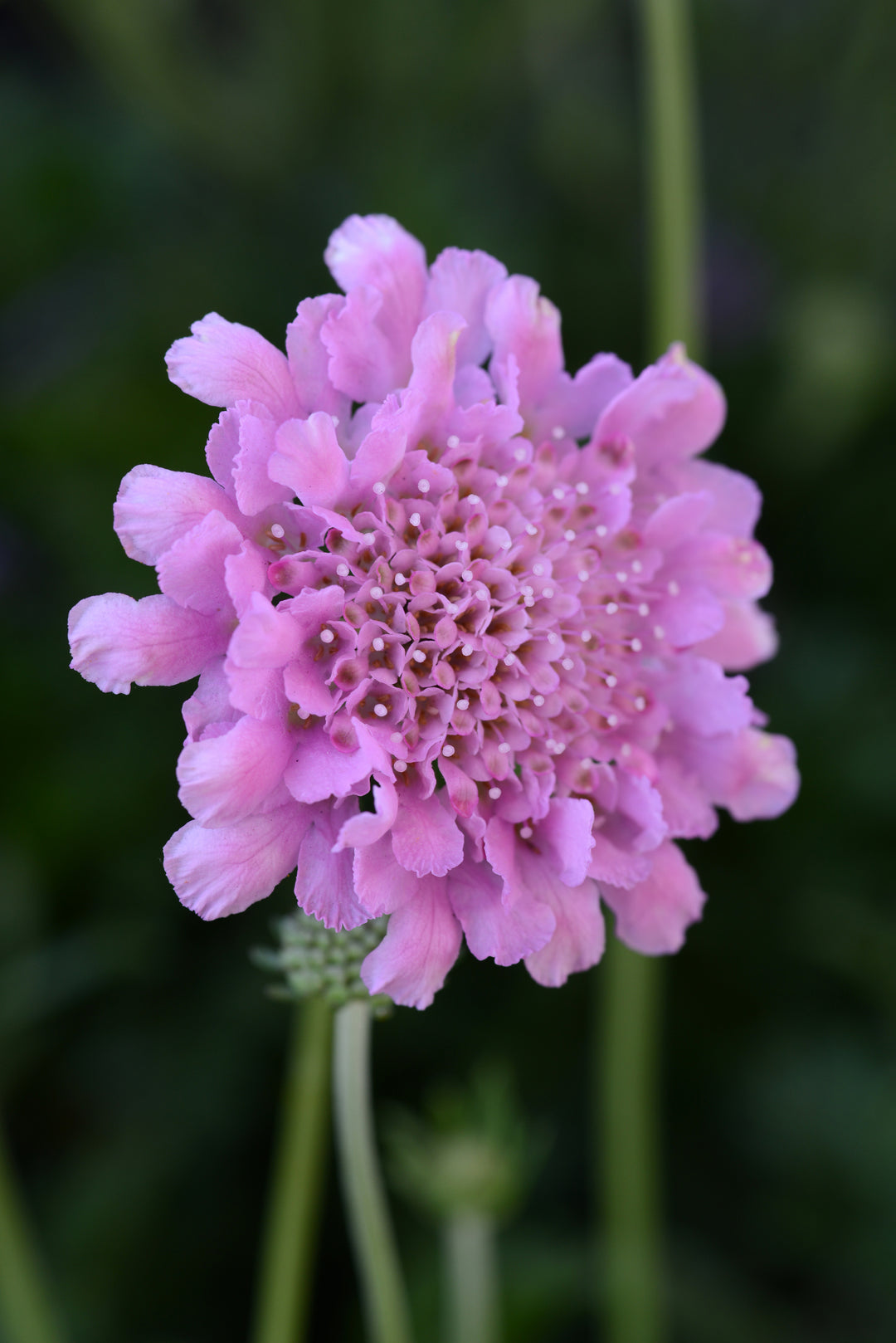 Pink Scabiosa Flower Seeds for Planting – Heirloom Non-GMO, High Germination Organic Garden Seeds