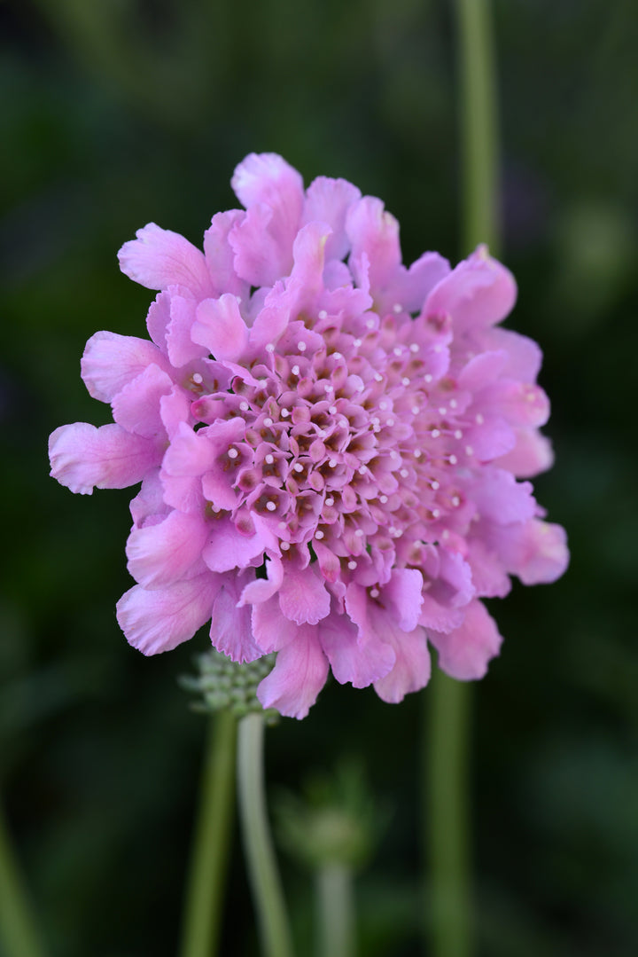 Pink Scabiosa Flower Seeds for Planting – Heirloom Non-GMO, High Germination Organic Garden Seeds
