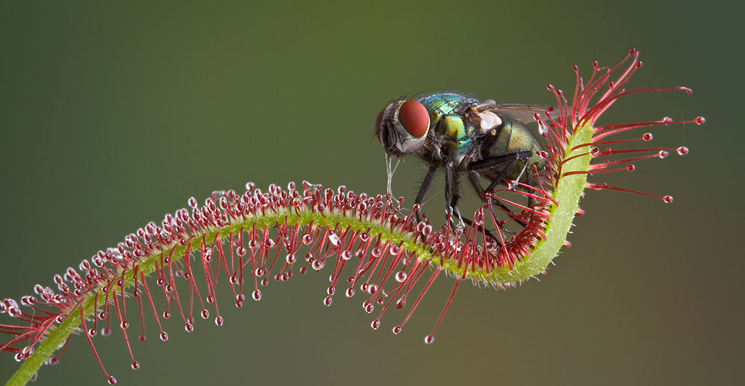 Mosquito Carnivorous Flower Seeds for Planting – Heirloom Non-GMO Organic Garden Seeds