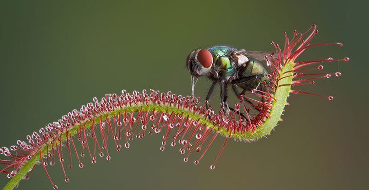 Mosquito Carnivorous Flower Seeds for Planting – Heirloom Non-GMO Organic Garden Seeds