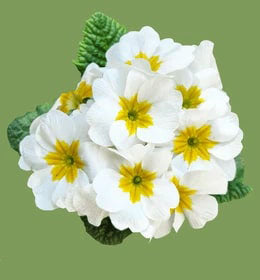 White Primula Autumn Flower Seeds for Planting - Heirloom, Non-GMO, Low Maintenance Garden Seeds