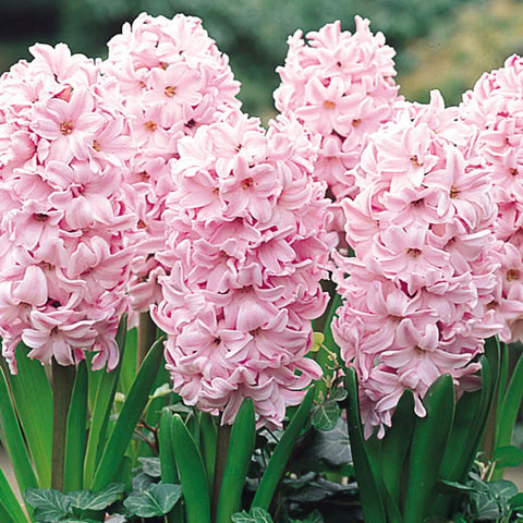 Flower Seeds, Seeds,Seeds For Planting,Plant Seeds