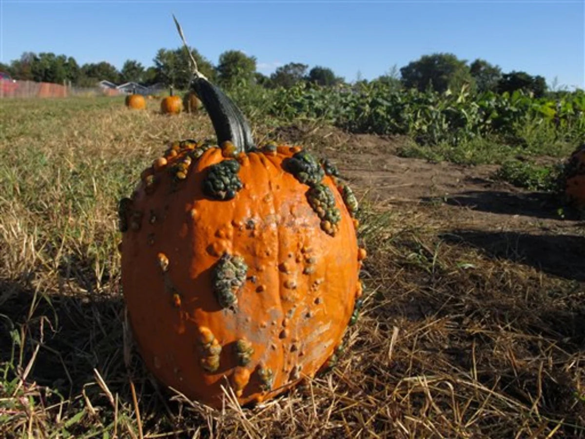 Knucklehead Pumpkin Seeds for Planting – Heirloom, Non-GMO, Unique Warty Decorative Pumpkin – High Germination