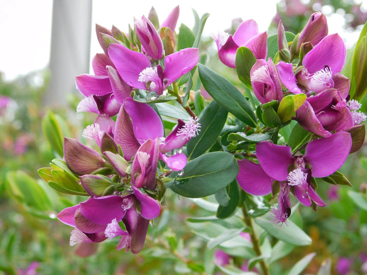 Polygala Myrtifolia Flower Seeds for Planting – Heirloom Non-GMO, High Germination Organic Garden Seeds
