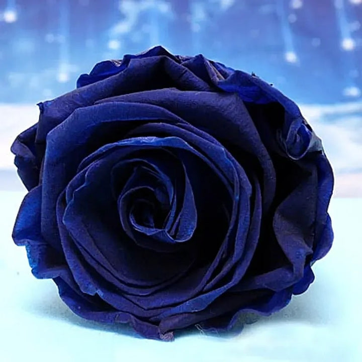 Dark Blue Rose Flower Seeds for Planting – Cottage Garden Essential, Heirloom, Non-GMO, High Germination Organic Garden Seeds