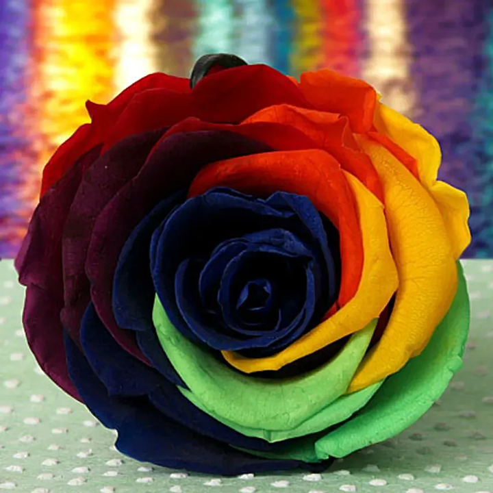 Brown Rainbow Potted Rose Flower Seeds for Planting - Heirloom, Non-GMO, Pollinator Friendly, High Germination Garden Seeds