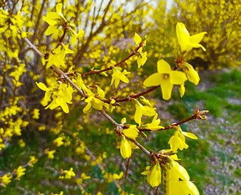Trifoliate Forsythia Flower Seeds for Planting - Sun Loving, Heirloom & GMO Free Seeds for Home Garden, Non-GMO