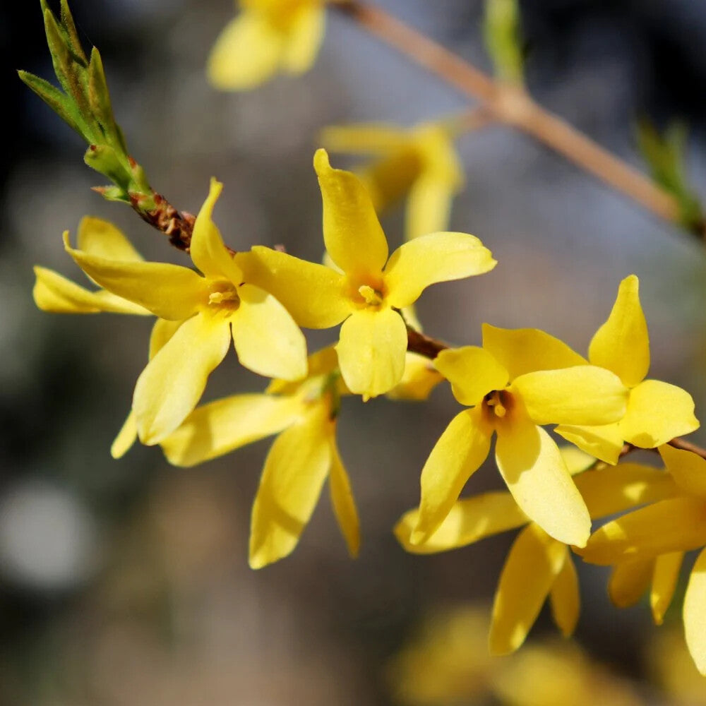 Forsythia Flower Seeds for Planting – Heirloom Non-GMO, High Germination Organic Garden Wildflower Mix