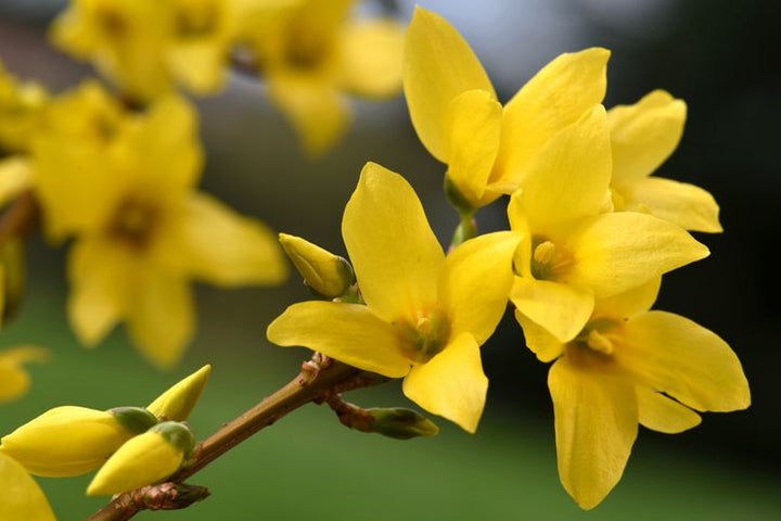 Forsythia Flower Seeds for Planting – Hardy Heirloom, Non-GMO, High Germination Organic Garden Seeds