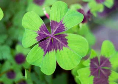 Green Purple Four Leaf Clover Seeds for Planting – Heirloom, Non-GMO, High Germination Cut Flower Favorite