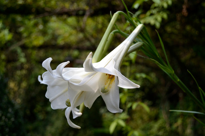 White Rich Aroma Flower Seeds for Planting – Heirloom Non-GMO, High Germination Organic Garden Seeds