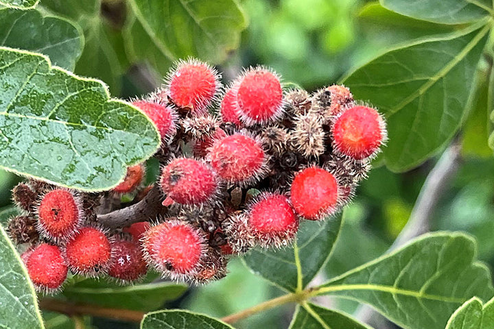 Red Rhus Aromatica Flower Seeds for Planting – Heirloom, Non-GMO, Organic Garden Seeds