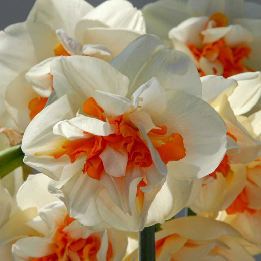 White Orange Double Narcissus Flower Seeds for Planting – Heirloom, Non-GMO, Pollinator Friendly, High Germination
