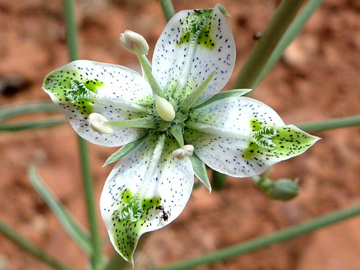 Green Gentian Flower Seeds for Planting – Heirloom, Non-GMO, Vibrant Colors, High Germination