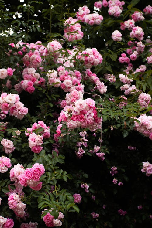 Light Pink Cream Holland Rose Flower Seeds for Planting – Heirloom, Non-GMO, High Germination