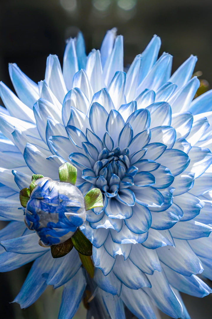 White Blue Dahlia Flower Seeds for Planting – Heirloom, Non-GMO, High Germination Mix