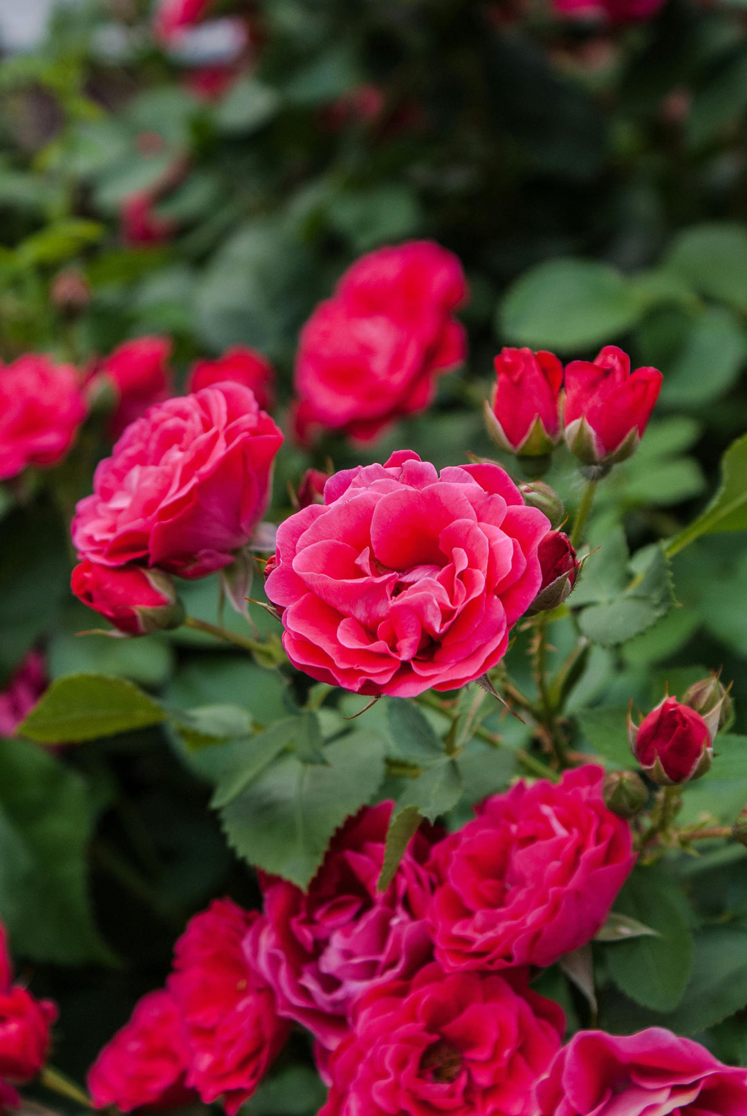 Fragrant Red Rose Flower Seeds for Planting – Heirloom Non-GMO, High Germination Organic Garden Seeds
