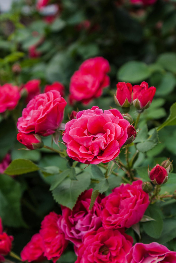 Fragrant Red Rose Flower Seeds for Planting – Heirloom Non-GMO, High Germination Organic Garden Seeds
