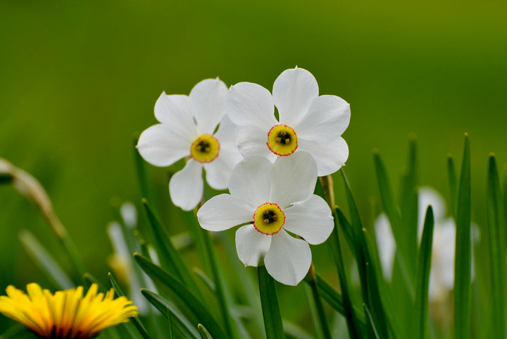 White Narcissus Flower Seeds for Planting Heirloom Non-GMO High Germination