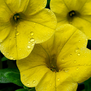 Flower Seeds, Seeds,Seeds For Planting,Plant Seeds