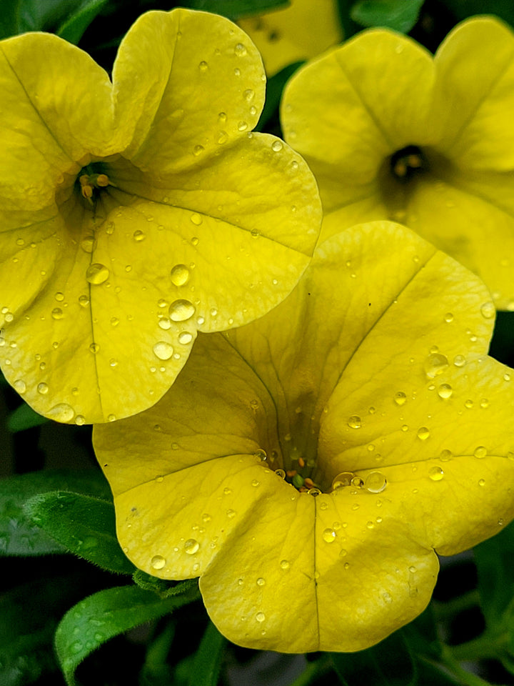 Flower Seeds, Seeds,Seeds For Planting,Plant Seeds