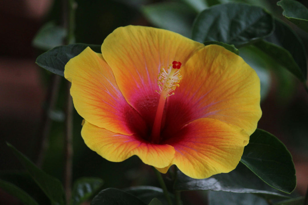 Yellow Red Hibiscus Flower Seeds for Planting – Heirloom, Non-GMO, Easy to Grow, High Germination