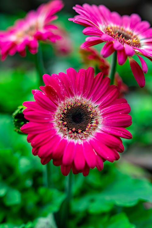 Pink Gerbera Flower Seeds for Planting – Heirloom Non-GMO High Germination Organic Garden Seeds
