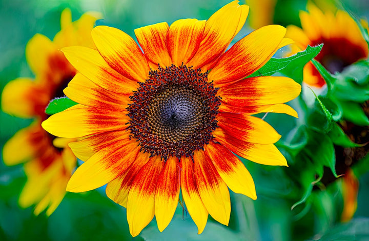 Sunflower Yellow Orange Flower Seeds for Planting – Wildflower Mix, Heirloom Non-GMO Organic Garden Seeds