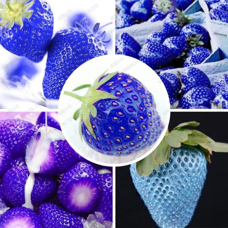 Mixed Strawberry Fruit Seeds for Planting – Heirloom, Non-GMO, High Germination Organic Garden Seeds