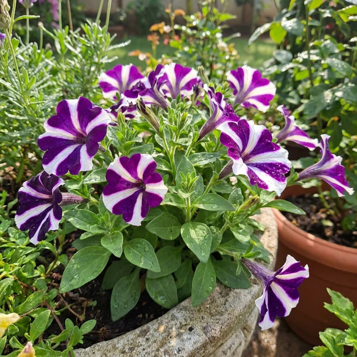 Violet & White Petunia Flower Seeds for Planting – Heirloom, Non-GMO, High Germination Garden Seeds