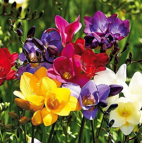 Freesia Flower Seeds for Planting – Heirloom Non-GMO, High Germination Organic Garden Seeds