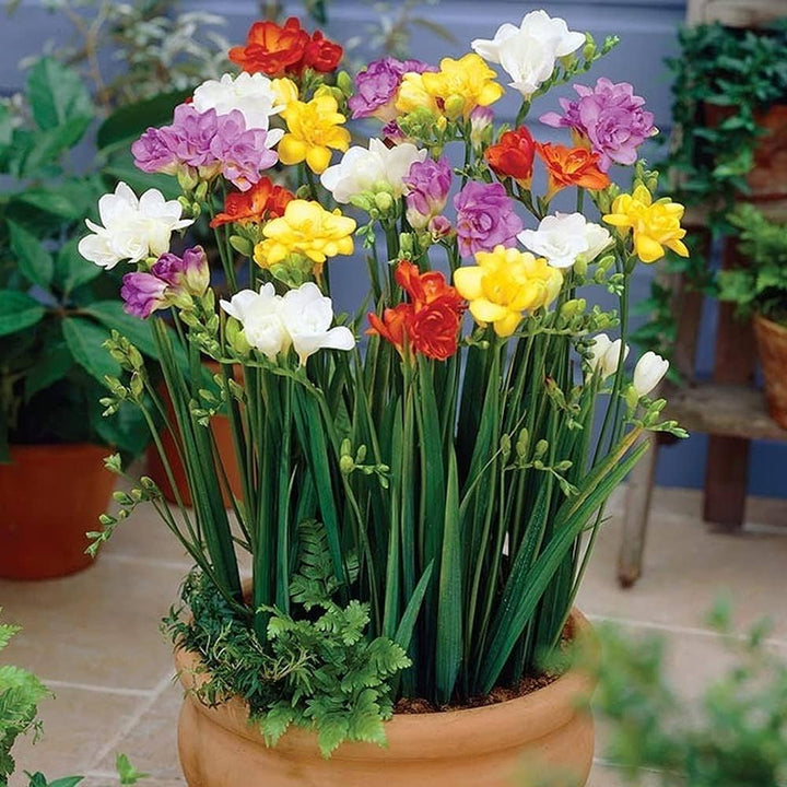 Freesia Bulbs Flower Seeds for Planting – Heirloom Non-GMO Seeds, High Germination, Organic Garden Seeds