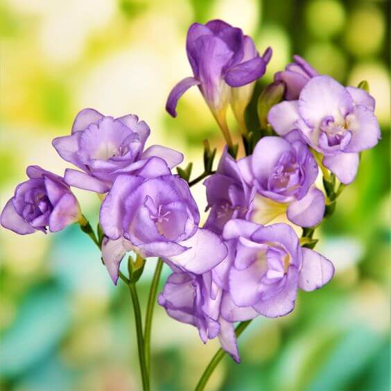 Freesia Flower Seeds for Planting – Heirloom Non-GMO Seeds for Home Garden, High Germination