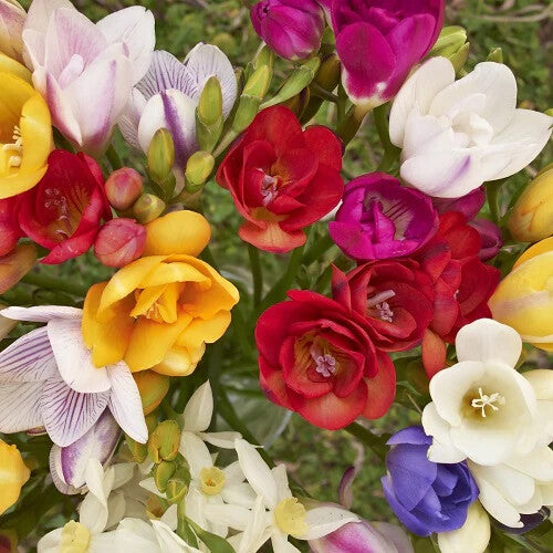 Multi Freesia Flower Seeds for Planting – Heirloom Non-GMO, High Germination Organic Garden Seeds