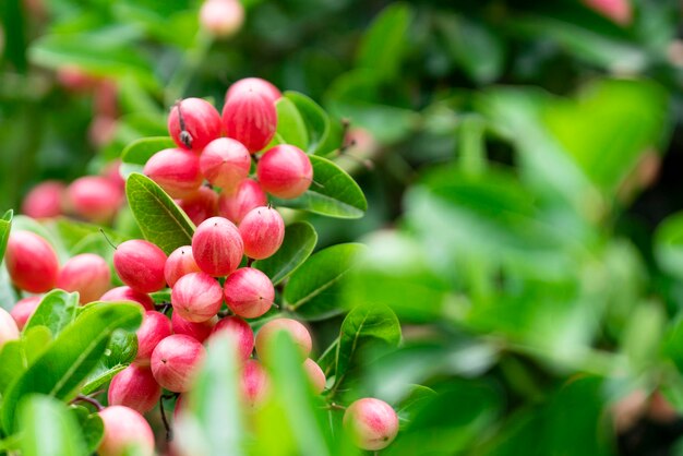 Carissa Carandas Lime Berry fruit seeds for planting – Heirloom & Non-GMO Garden seeds
