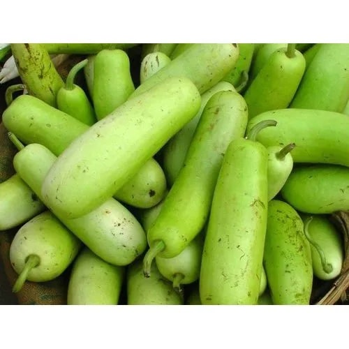Cylindrical Bottle Gourd Seeds for Planting – Heirloom, Non-GMO Vegetable Seeds for Home Garden & Organic Farming