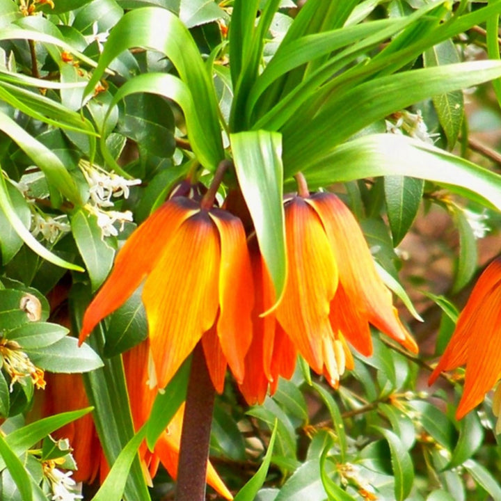 Flower Seeds, Seeds,Seeds For Planting,Plant Seeds