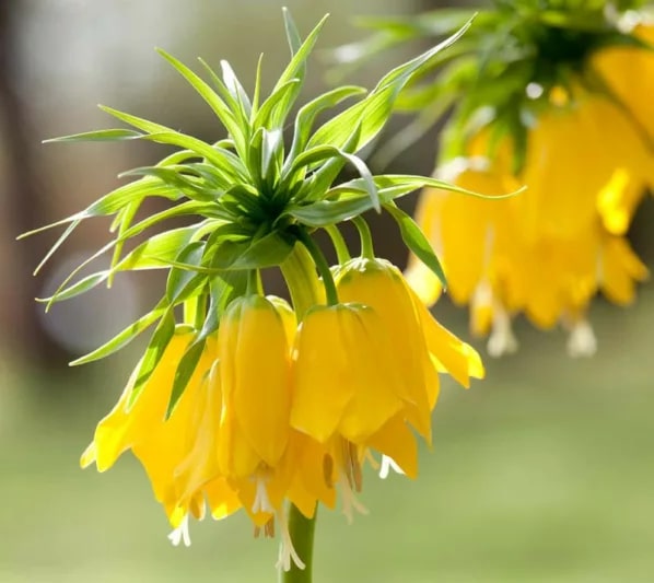 Yellow Imperial Crown Fritillaria Flower Seeds for Planting | Heirloom Non-GMO High Germination Organic Garden Seeds