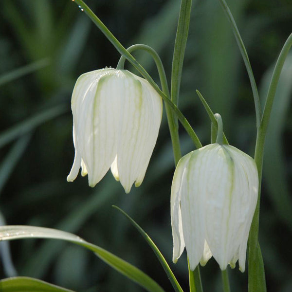 White Imperial Wang Fritillaria Flower Seeds for Planting – Heirloom, Non-GMO, High Germination Garden Seeds