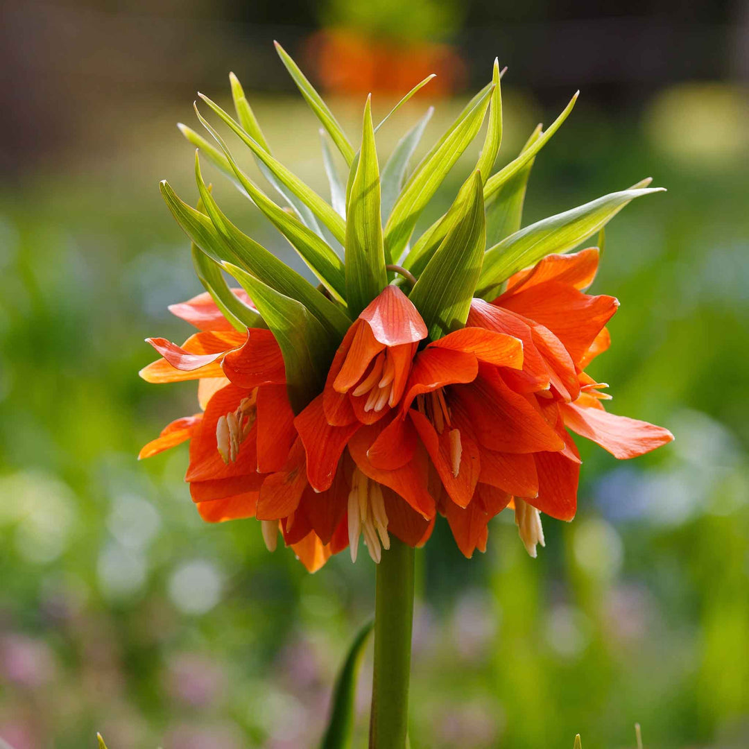 Orange Fritillaria Flower Seeds for Planting – Heirloom, Non-GMO, Shade-Tolerant Organic Garden Seeds