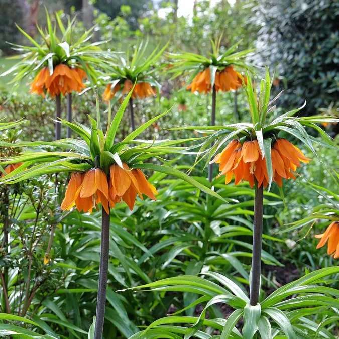 Orange Fritillaria Flower Seeds for Planting – Heirloom, Non-GMO, Shade-Tolerant Organic Garden Seeds