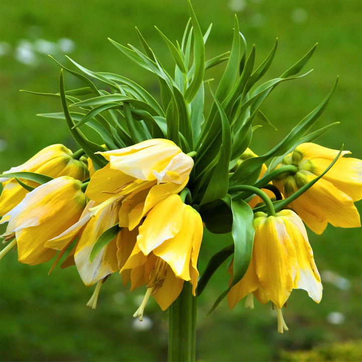 Yellow Fritillaria Flower Seeds for Planting – Heirloom, Non-GMO, Shade Tolerant, High Germination