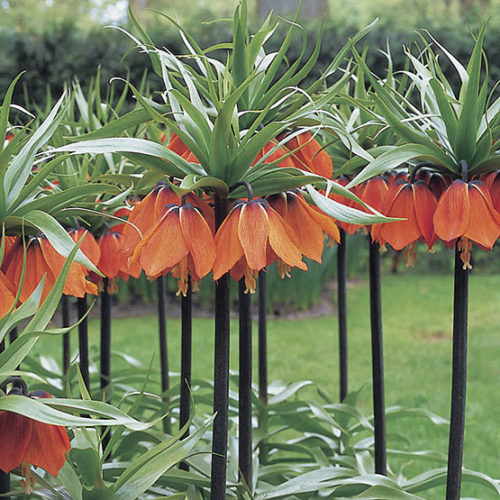 Burgundy Crown Imperial Flower Seeds – Colorful Display, Heirloom &amp; Non-GMO for Home Garden