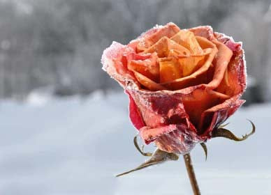 Orange Snow Rose Flower Seeds for Planting – Heirloom, Non-GMO, Colorful, High Germination Garden Seeds