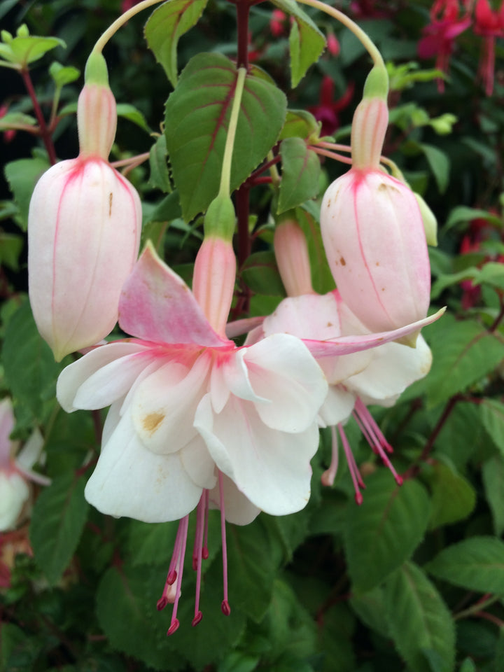 Pale Pink Fuchsia Flower Seeds for Planting – Heirloom, Non-GMO Wildflower Mix for Home Garden